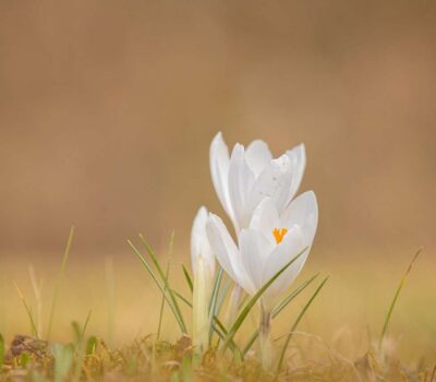crocus, flowers, spring-7079550.jpg