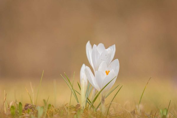crocus, flowers, spring-7079550.jpg