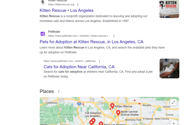 kittens for adoption